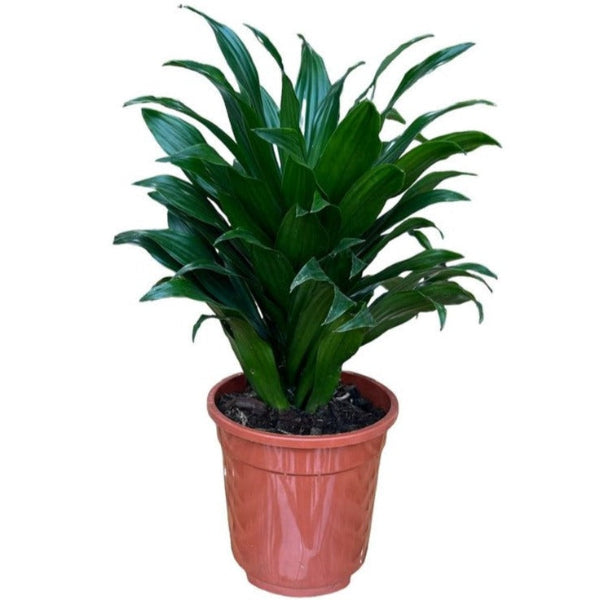 Dracaena Compacta Head