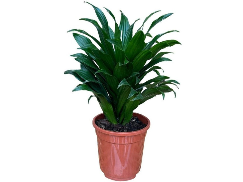 Dracaena Compacta Head