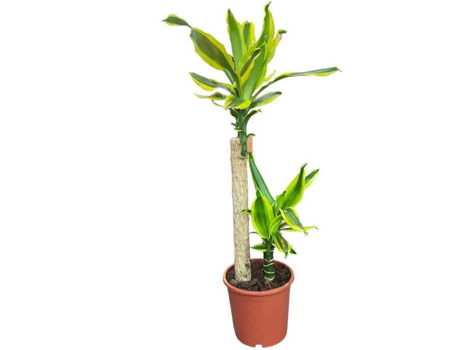 Dracaena Golden King
