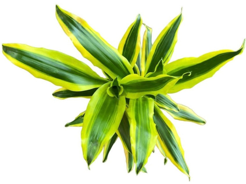Dracaena Golden King