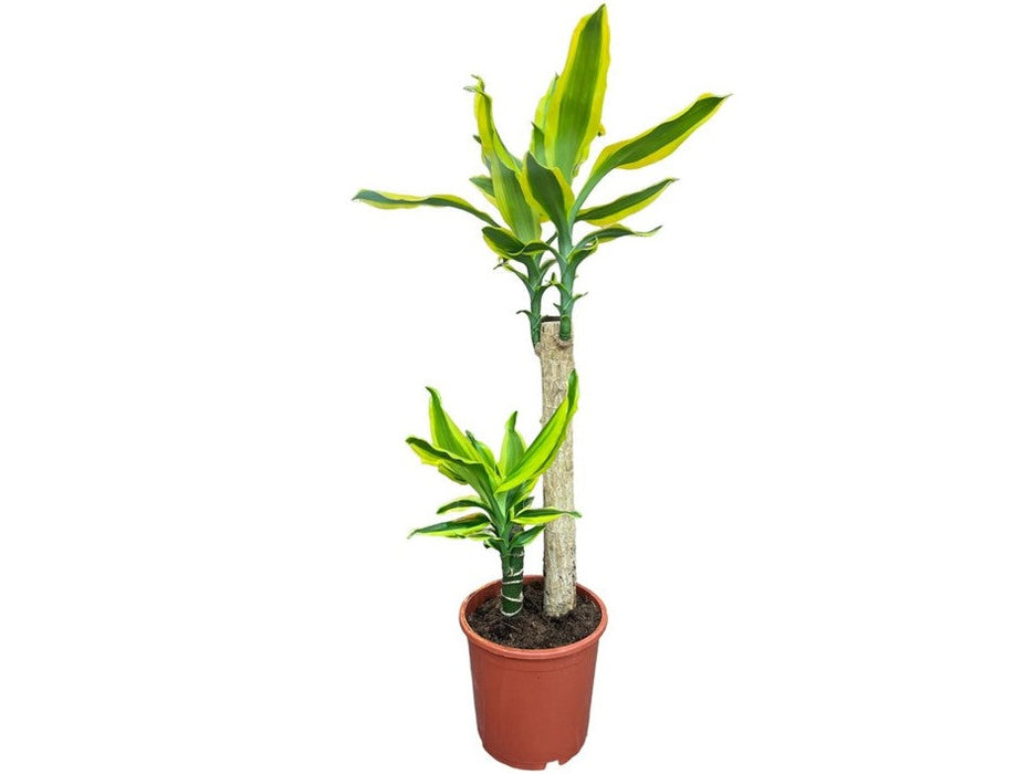 Dracaena Golden King
