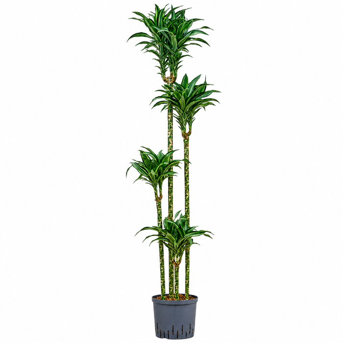 Dracaena Jade Jewel 4pp