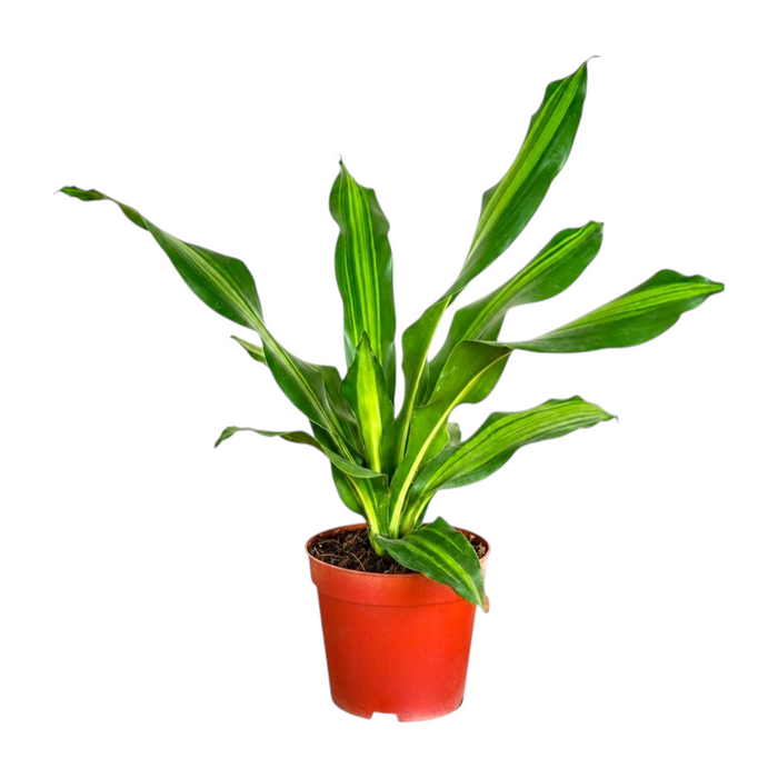 Dracaena Massangeana 'P12
