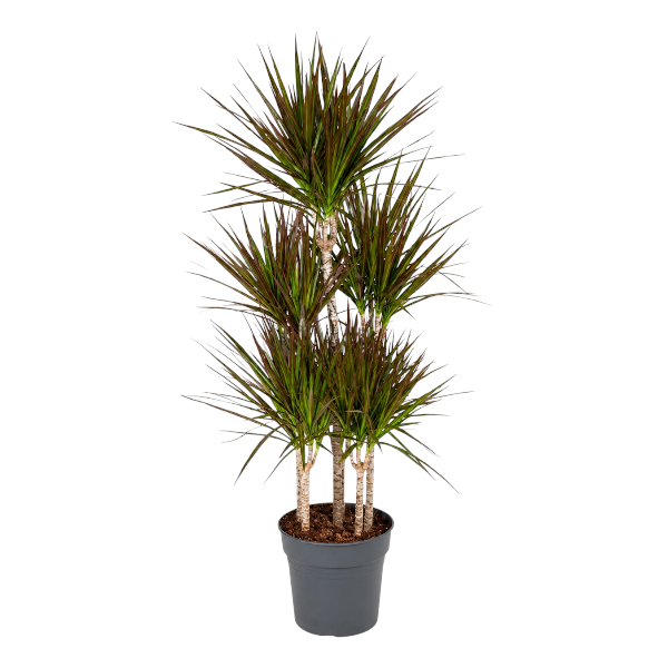 Dracaena Marginata 5pp