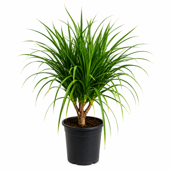 Dracaena Multi Head P25L