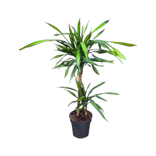 Dracaena fr. Riki 2pp 45-15