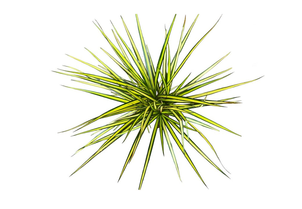 Dracaena Marginata Sunray 3pp H140cm