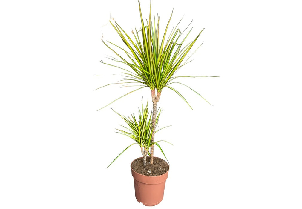 Dracaena Marginata Sunray 3pp H140cm