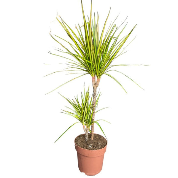 Dracaena Marginata Sunray 3pp H140cm
