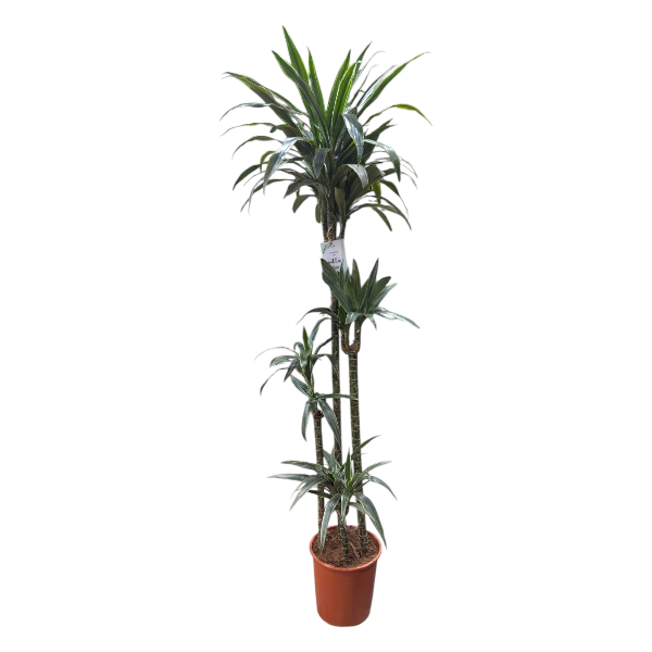 Dracaena 'Warneckii' 4PP