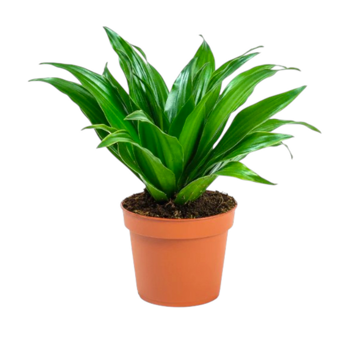 Dracaena Compacta - Head 'P12