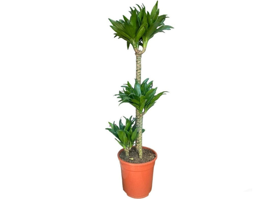 Dracaena Compacta 3pp L0 x W0 x H110