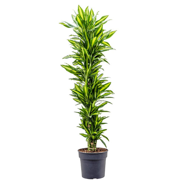 Dracaena Cintho 'Branched