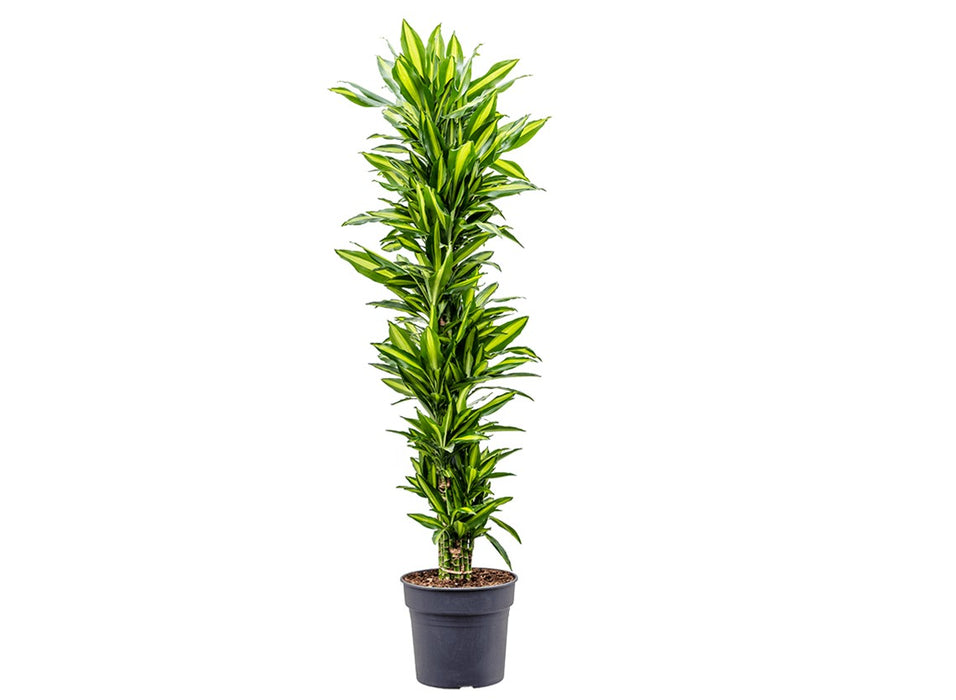Dracaena Cintho 'Branched L0 x W0 x H150