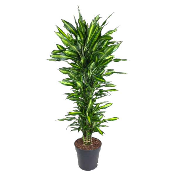 Dracaena fr. Cintho branched