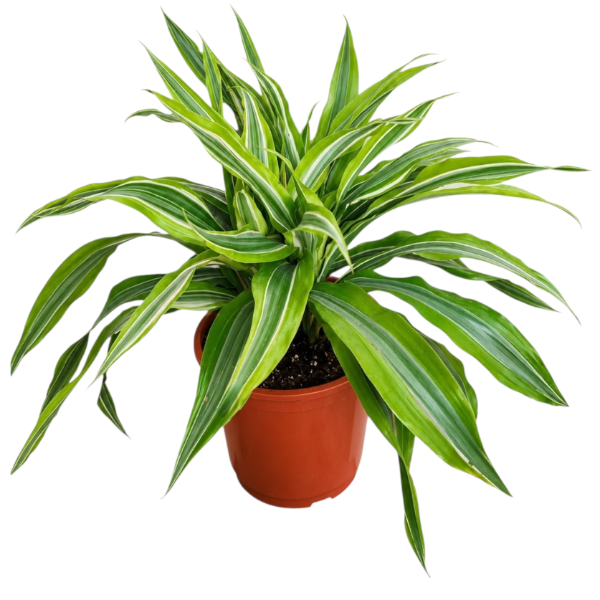 Dracaena lemon lime H40cm