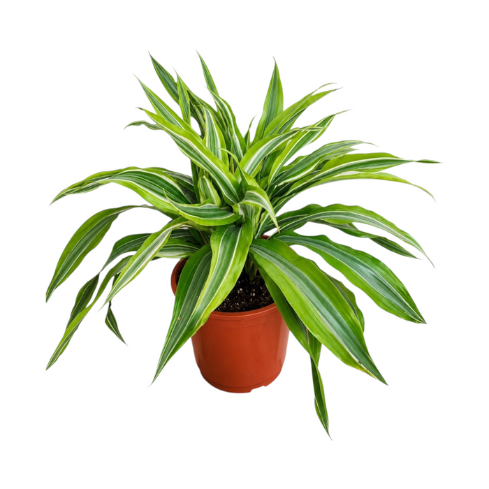 Dracaena lemon lime H40cm