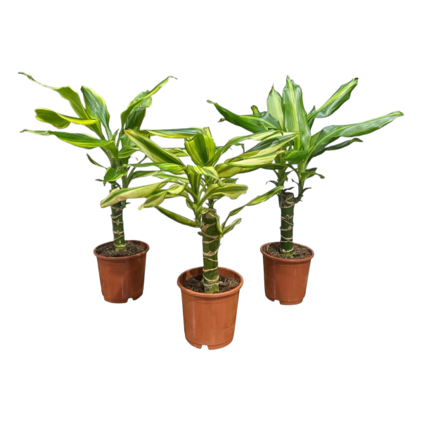 Dracaena Mix