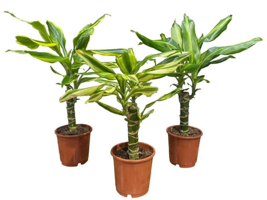 Dracaena Mix 3Heads