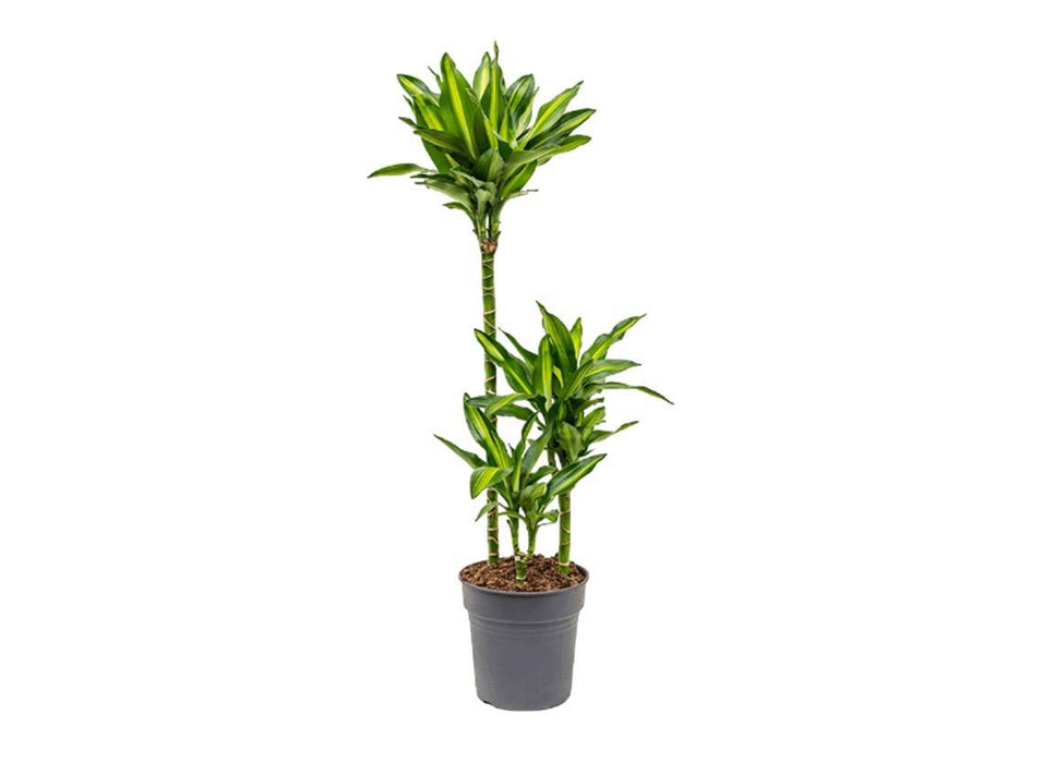 Dracaena Cintho 'Branched L0 x W0 x H150