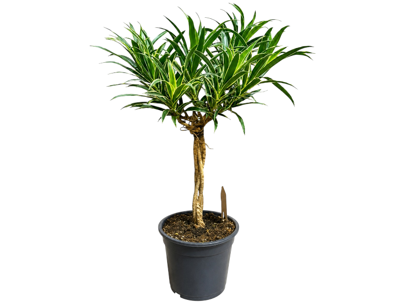 Dracaena refl. Braided