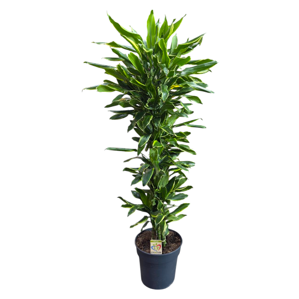 Dracaena 'Golden coast' Branched