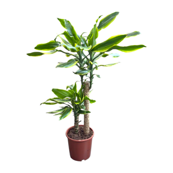 Dracaena fragrans Golden Coast 'P17