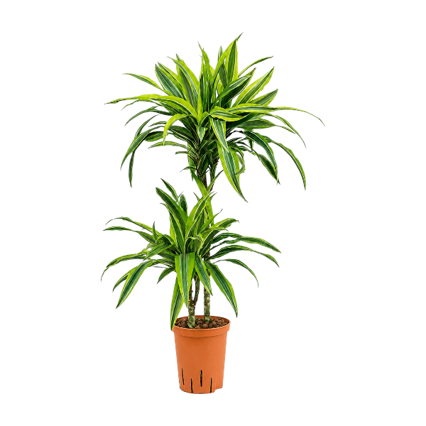 Dracaena Lemon Lime 2pp