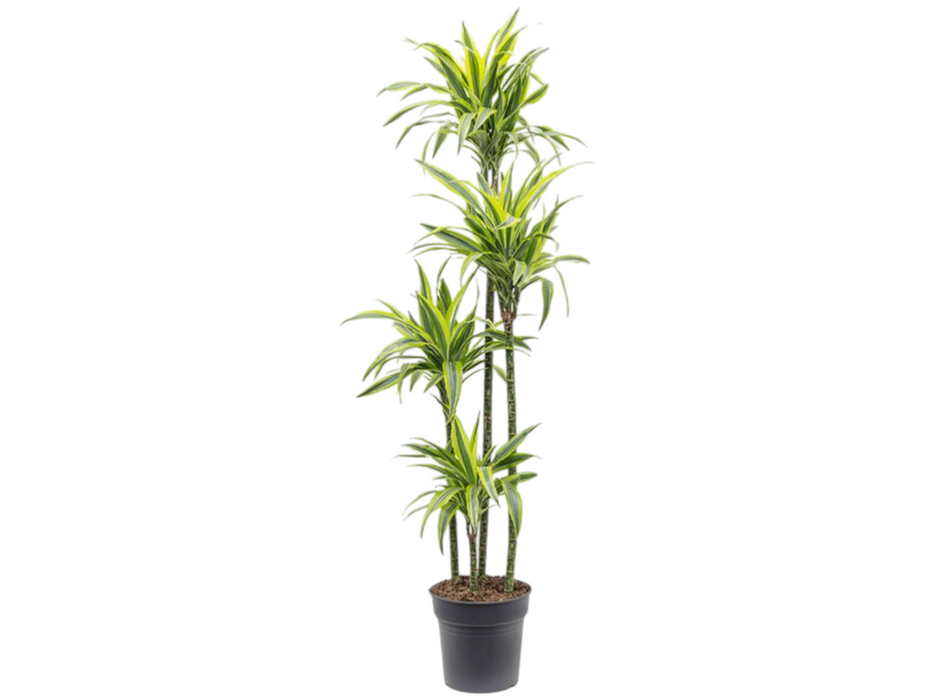 Dracaena Lemon lime 4PP