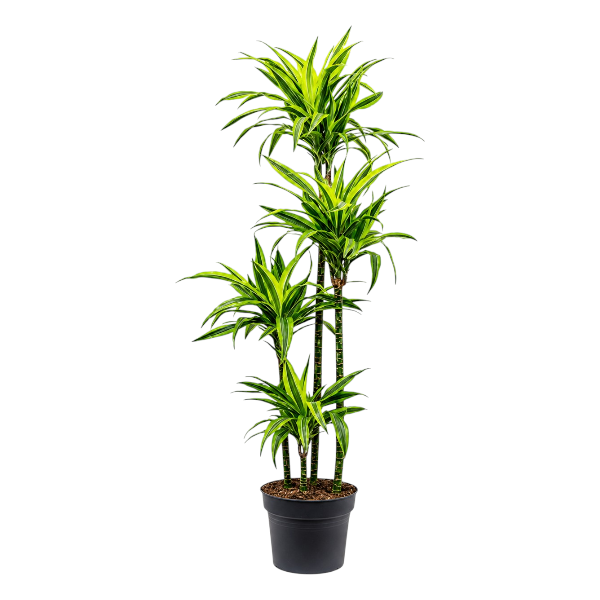 Dracaena Lemon lime 4PP