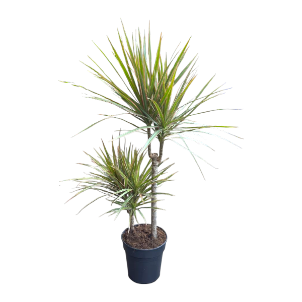 Dracaena marg. 2pp 45-15