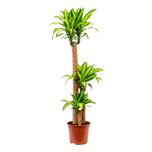 Dracaena Massangeana 3pp