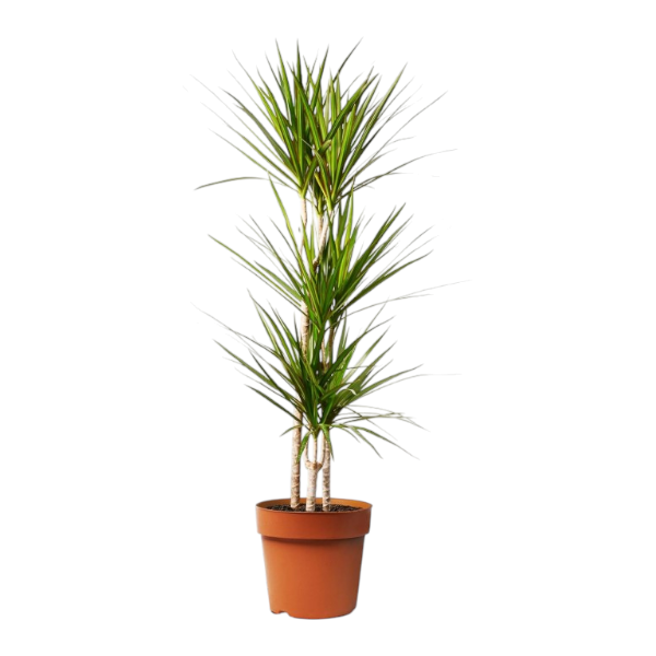 Dracaena marg. 3pp 90-60-30