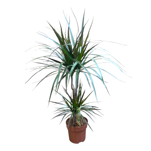 Dracaena marg. Magenta 2pp 30-10