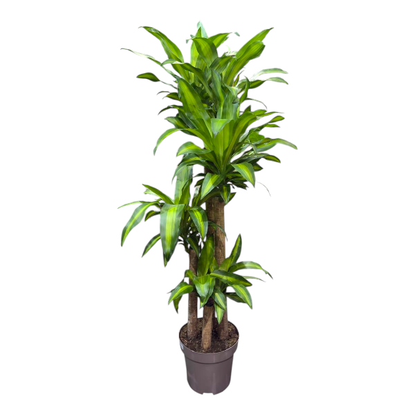 Dracaena fr. Massangeana 4pp