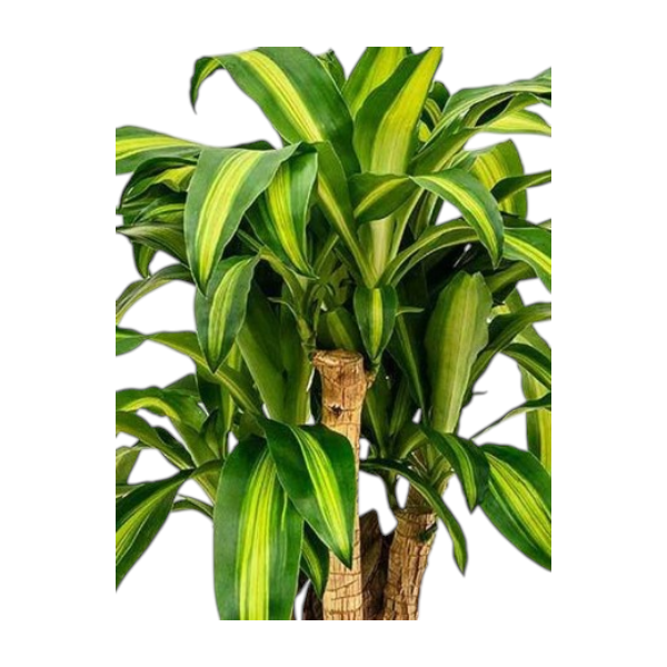 Dracaena Massangeana 'Branched