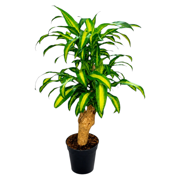 Dracaena Massangeana 'Branched