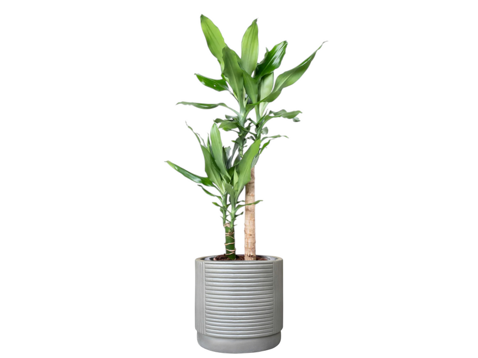 Dracaena Steudneri 2pp
