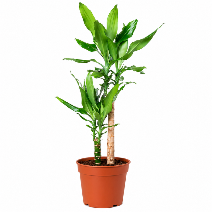 Dracaena Steudneri 2pp