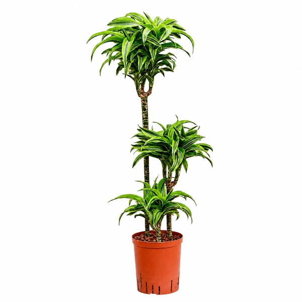 Dracaena surprise 3pp