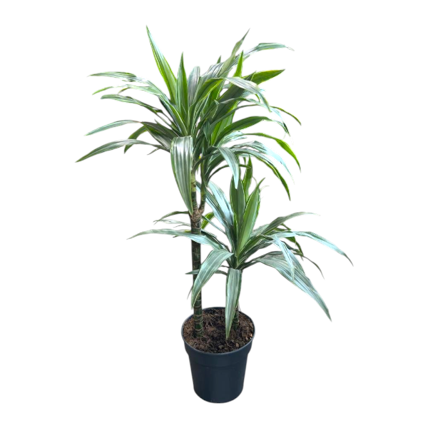 Dracaena Warneckii 2pp '90