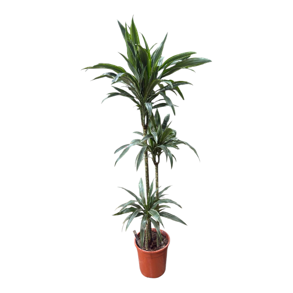 Dracaena warneckii 3pp 'P24