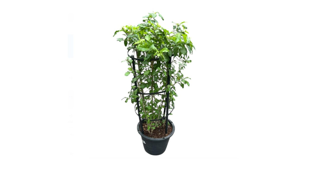 Duranta