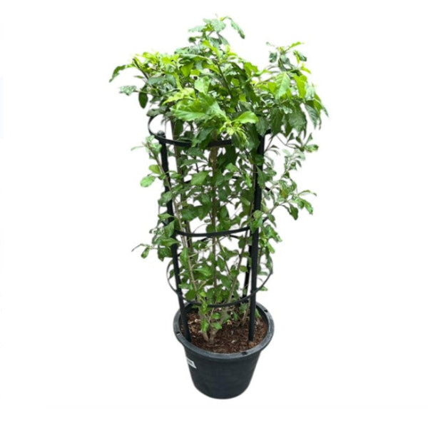 Duranta