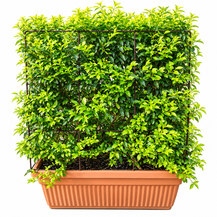 Potted duranta 100x30x100