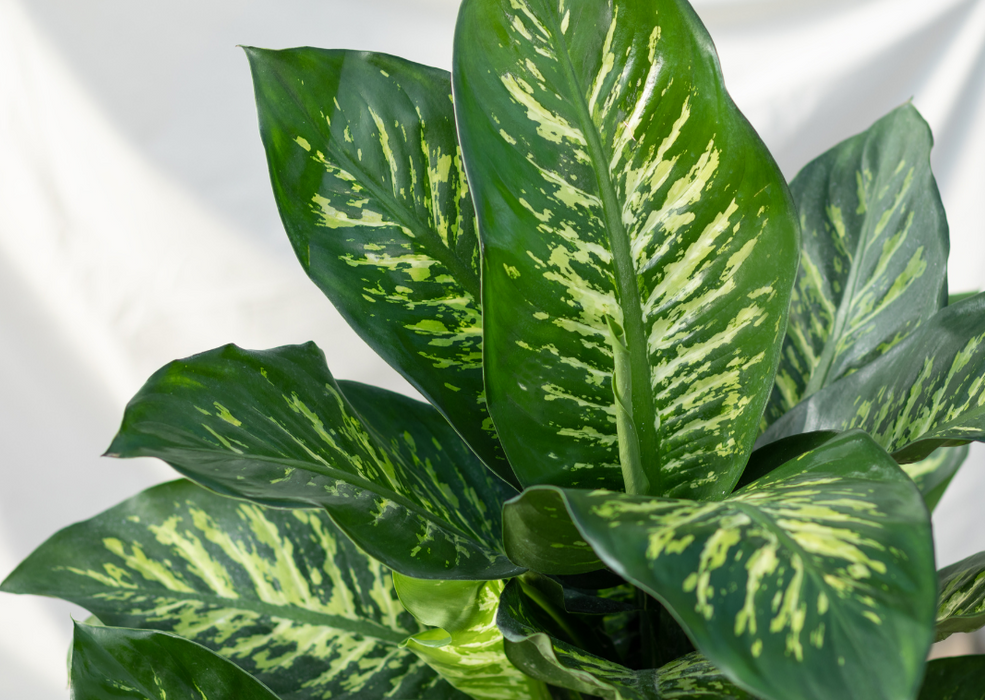 Dieffenbachia Maroba