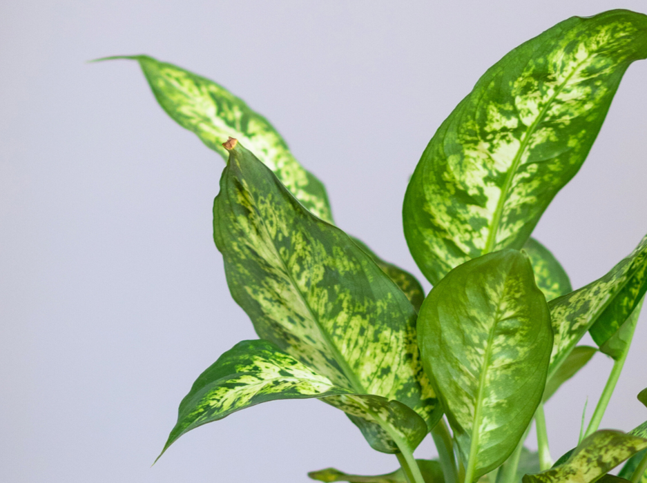 Dieffenbachia Seguine