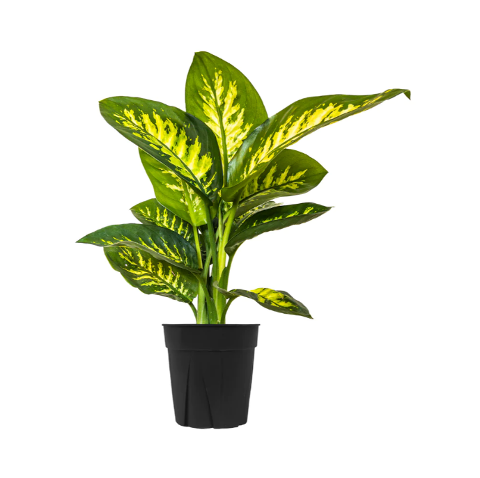 Dieffenbachia Seguine