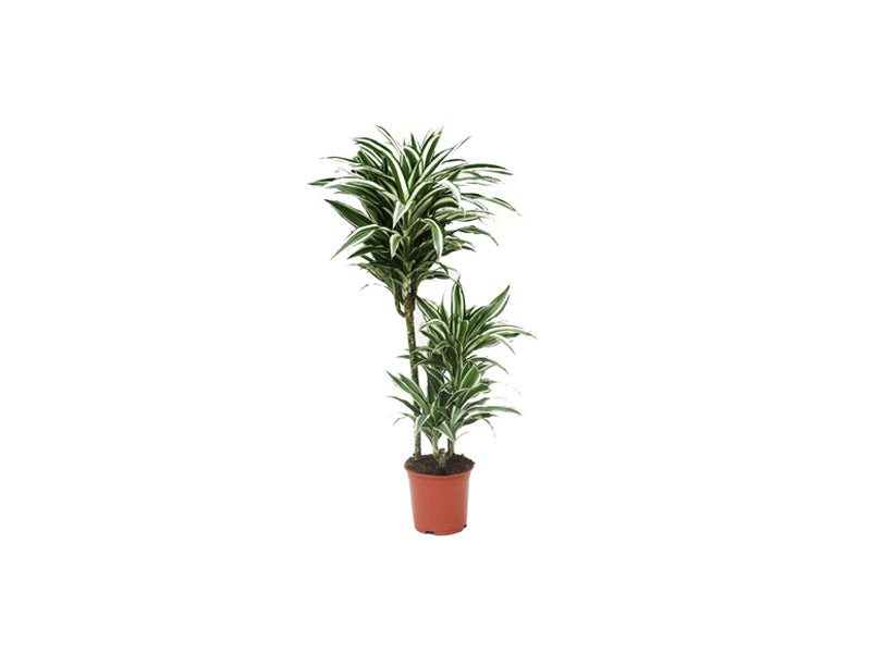 Dracaena White Jewel