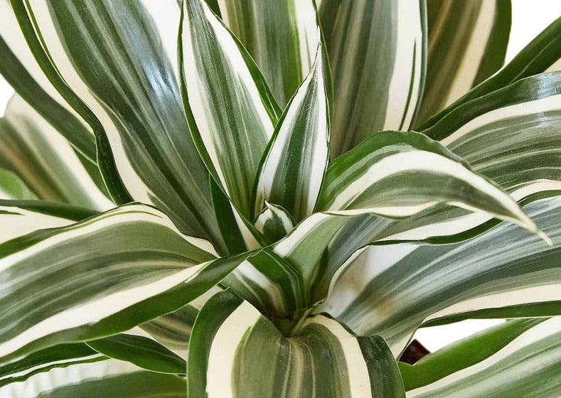 Dracaena White Jewel